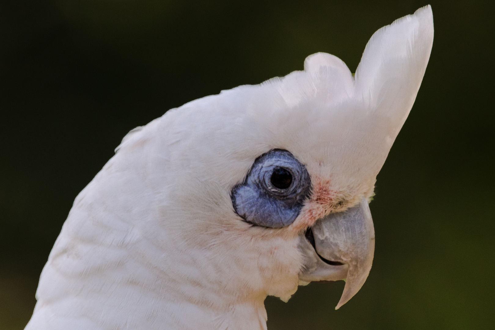 Cacatua sanguinea