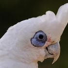 Cacatua sanguinea