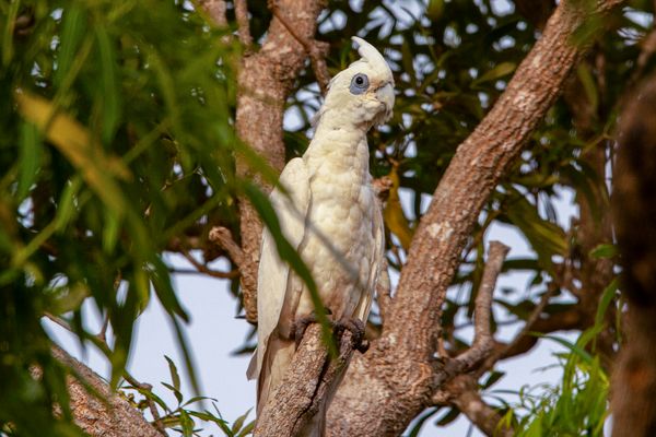 Cacatua sanguinea
