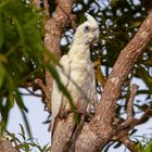 Cacatua sanguinea