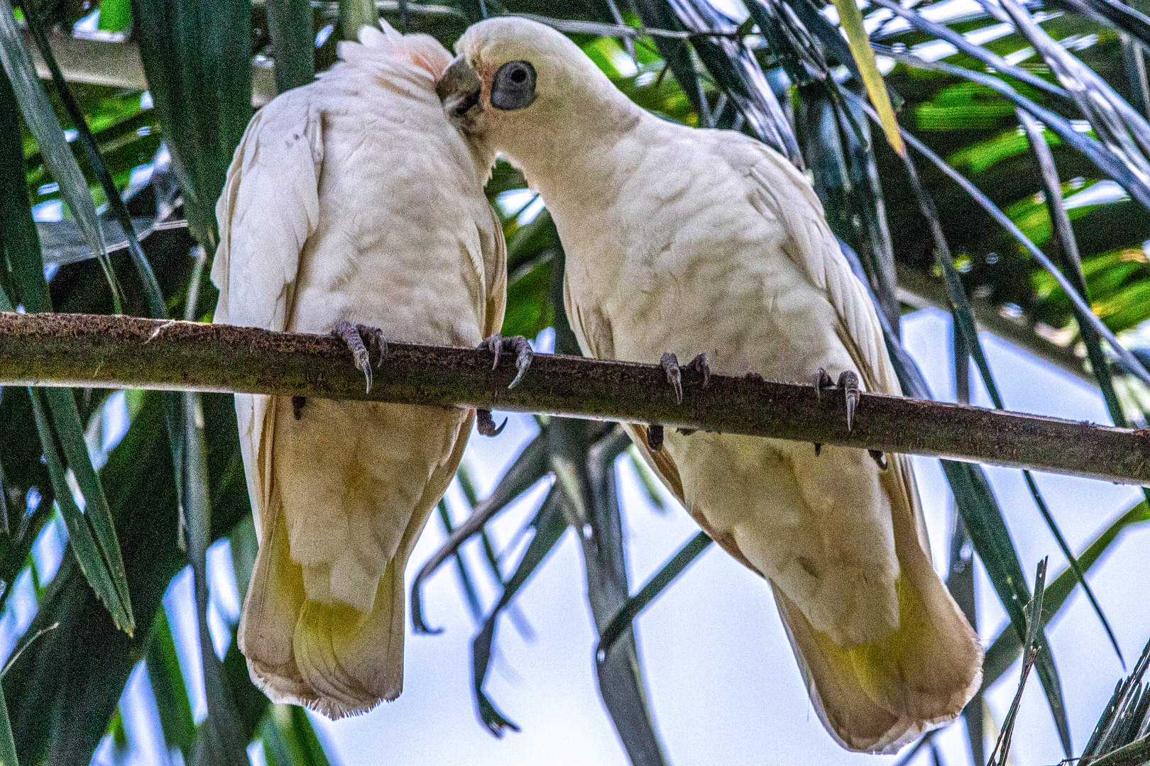 Cacatua sanguinea