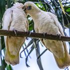 Cacatua sanguinea