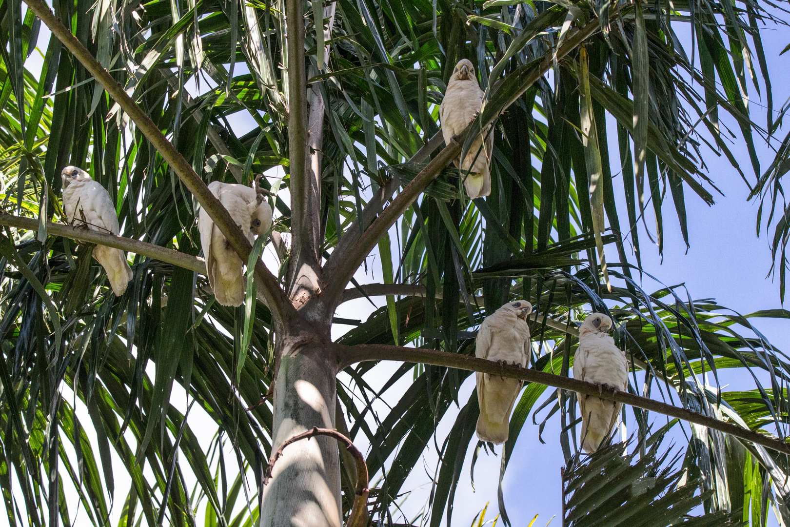 Cacatua sanguinea III