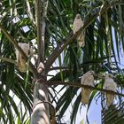 Cacatua sanguinea III