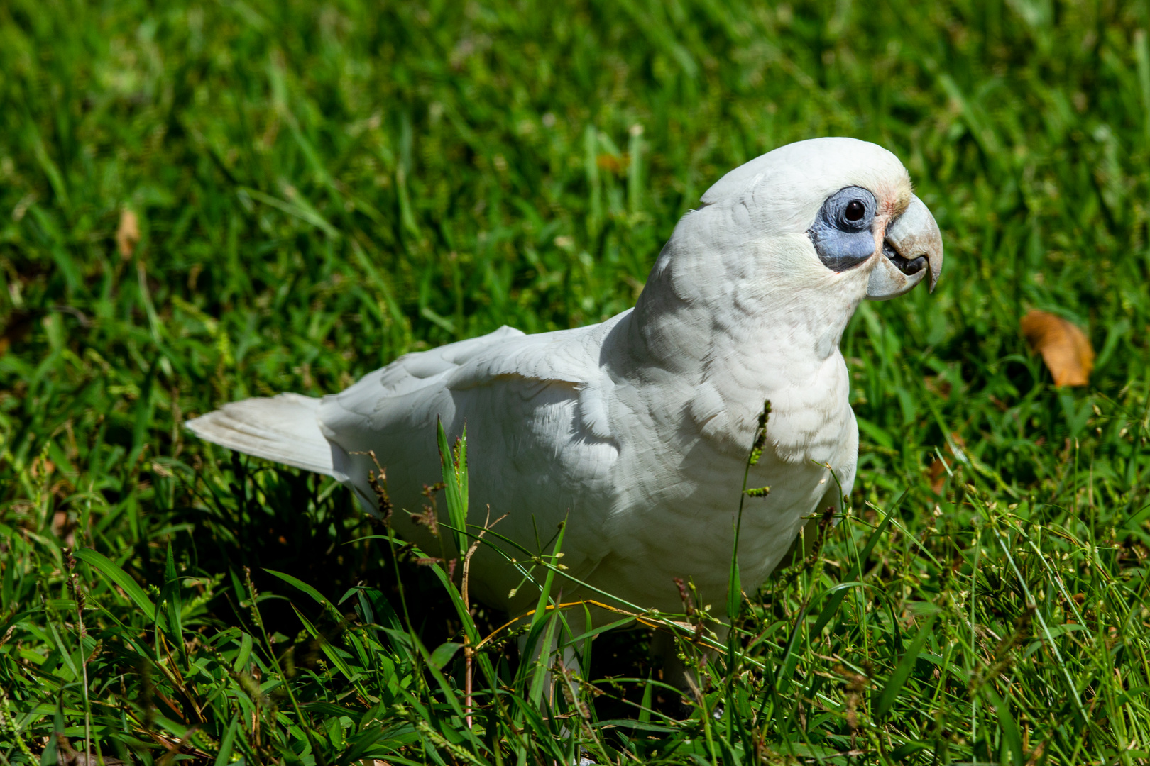 Cacatua sanguinea, Kakadu Lodge, Jabiru, Northern Territory, Australia