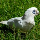 Cacatua sanguinea, Kakadu Lodge, Jabiru, Northern Territory, Australia