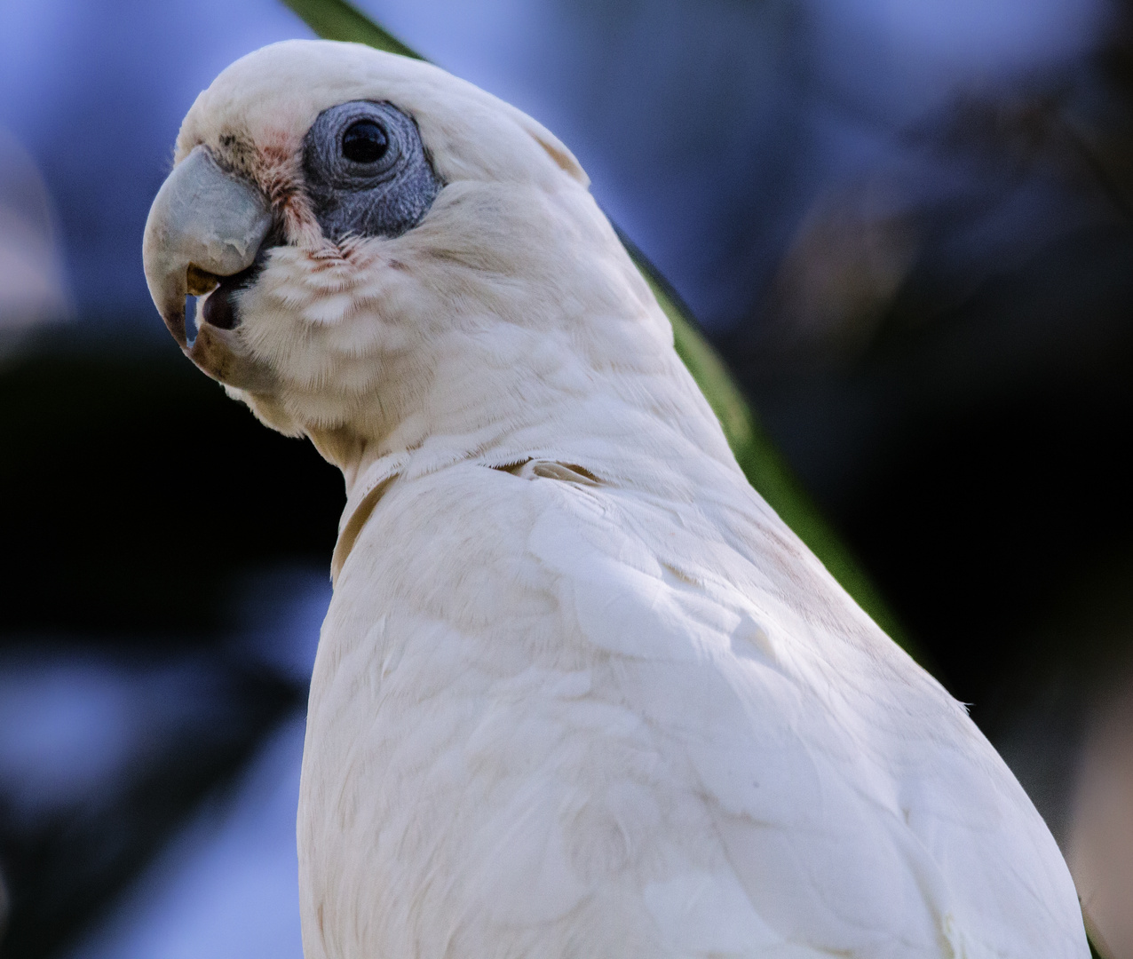 Cacatua sanguinea V