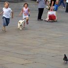 Caccia al piccione con cane.