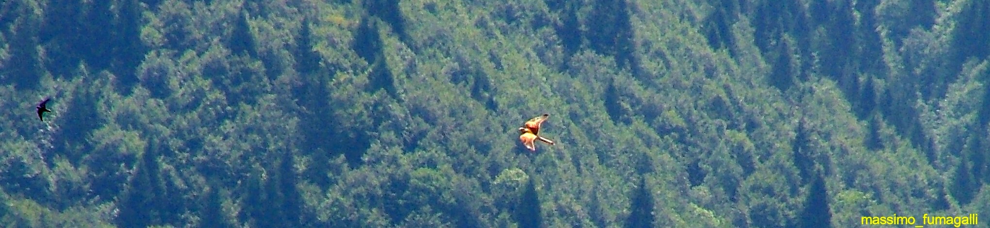 Caccia grossa in Malga Garda