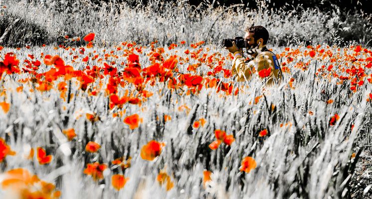 Cacciatore di papaveri