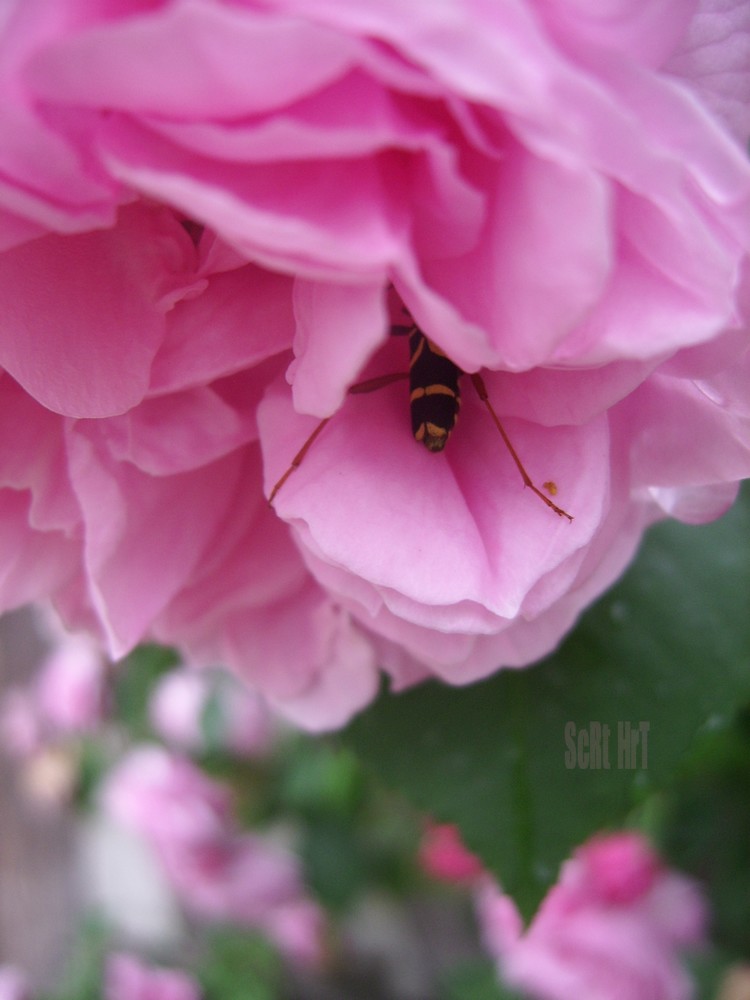 Cache-Cache à la Rose-Rose