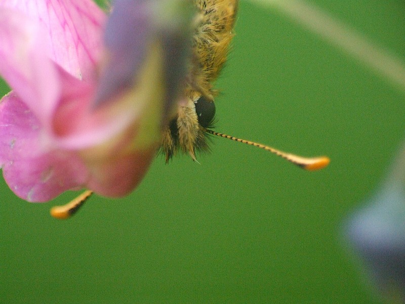 cache cache avec le photographe