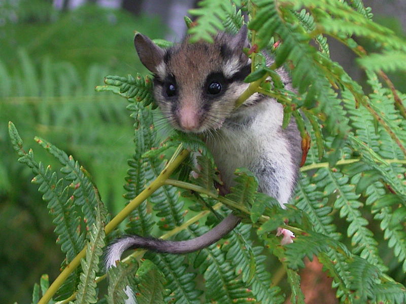 Cache cache avec un lérot