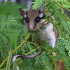 Cache cache avec un lérot