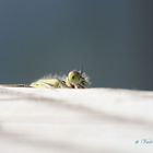 cache-cache avec une demoiselle...