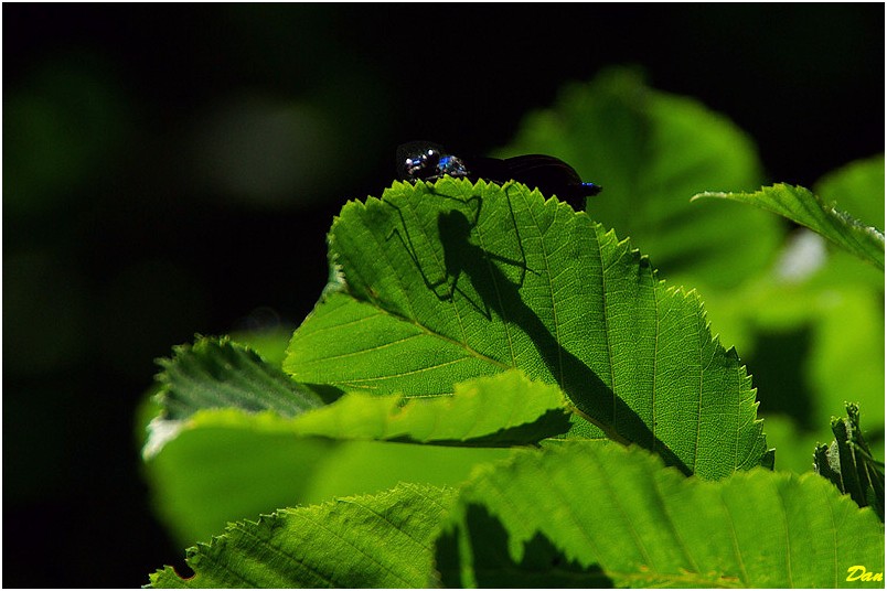 cache-cache dans la nature