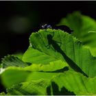 cache-cache dans la nature