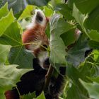 Cache-cache dans les arbres