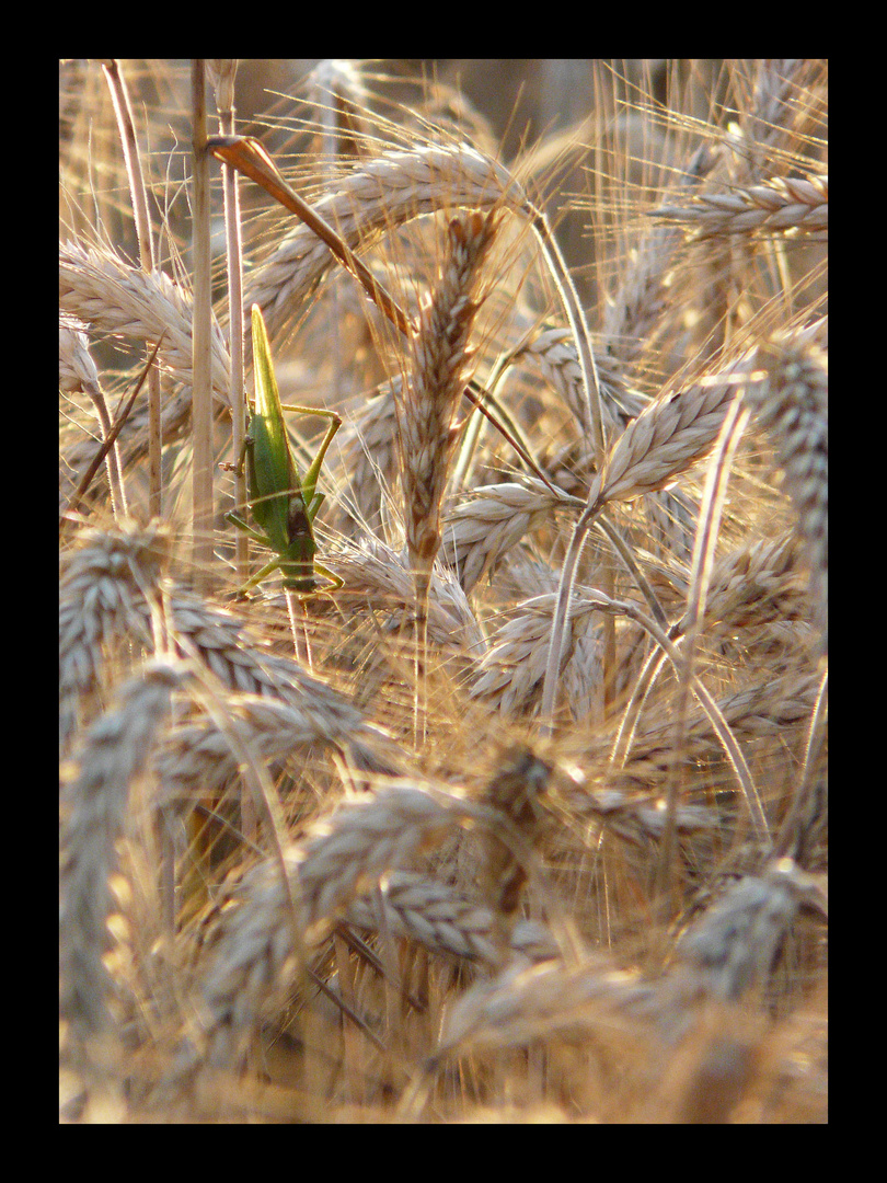 ... cache cache dans les blé ...