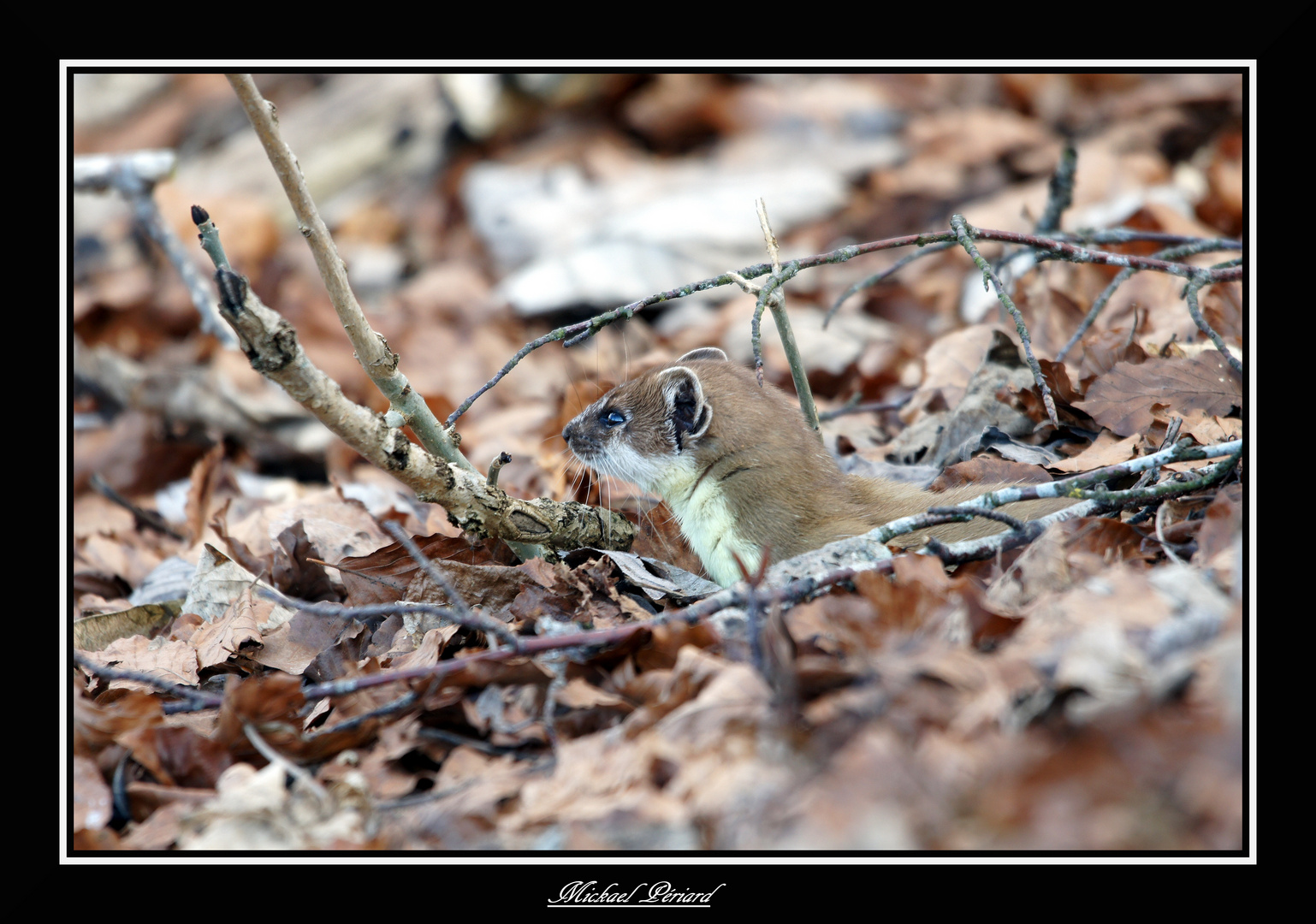 cache cache dans les feuilles 2