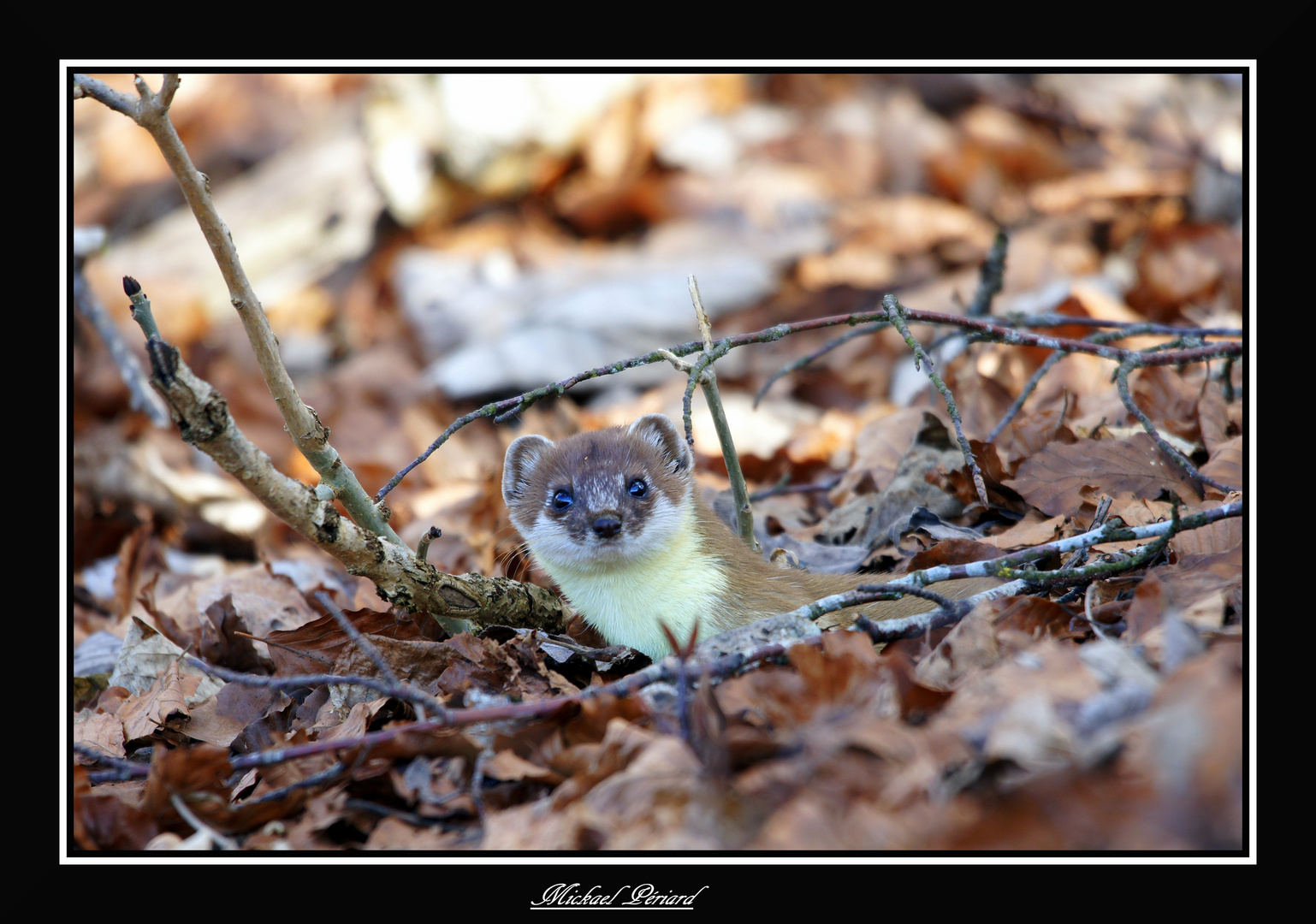 cache cache dans les feuilles