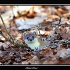 cache cache dans les feuilles