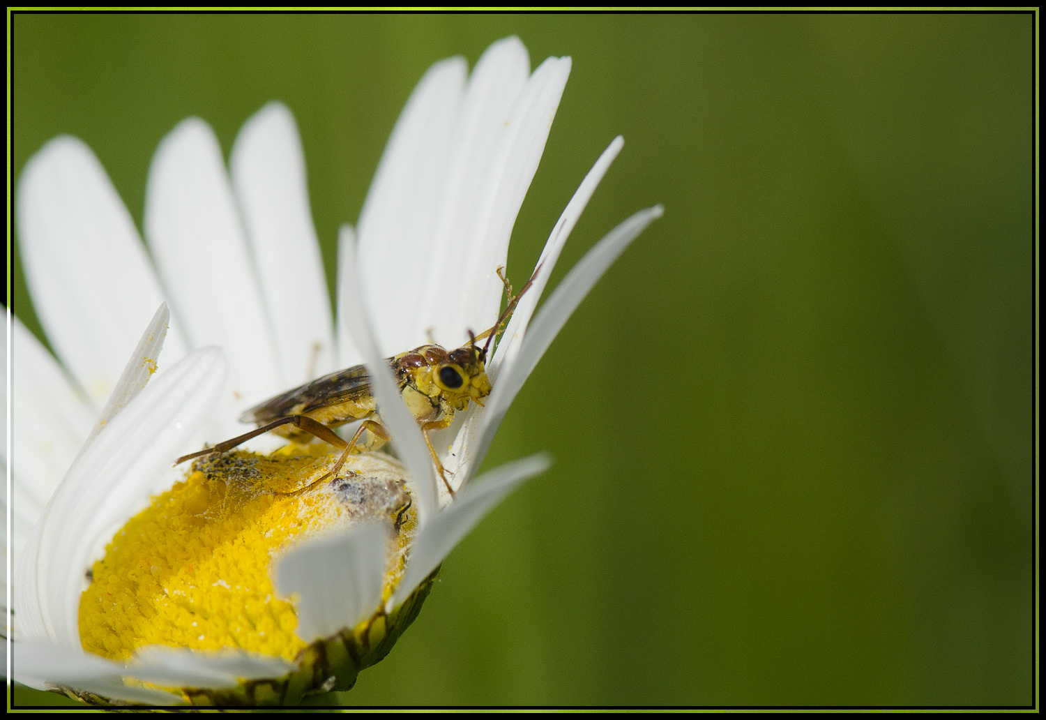 Cache cache dans une marguerite