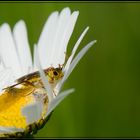 Cache cache dans une marguerite