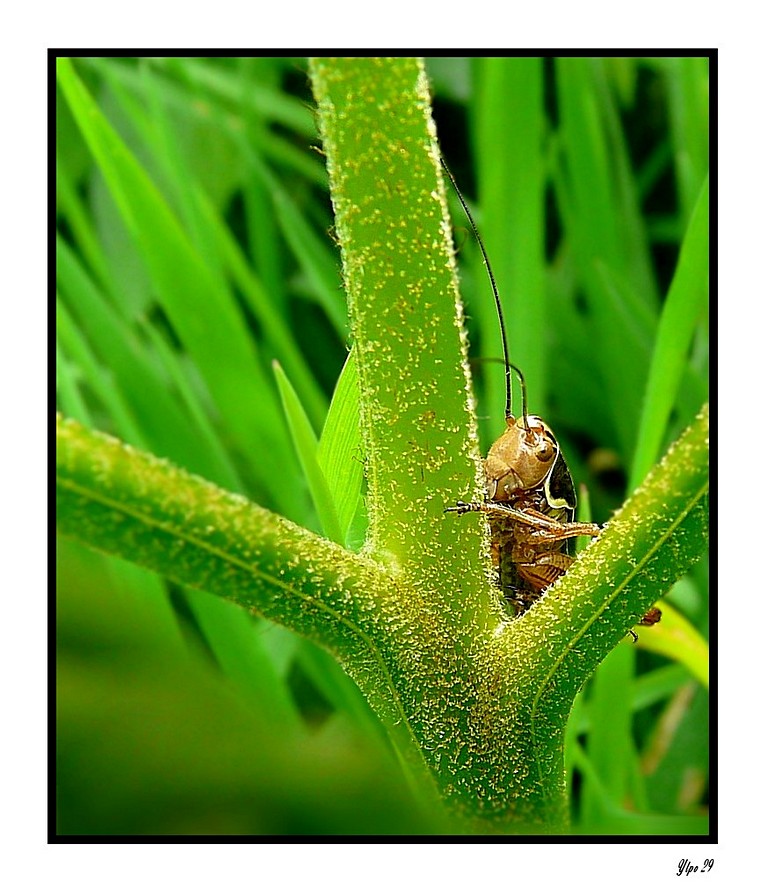 Cache-cache entre deux herbes