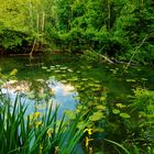 caché dans la forêt