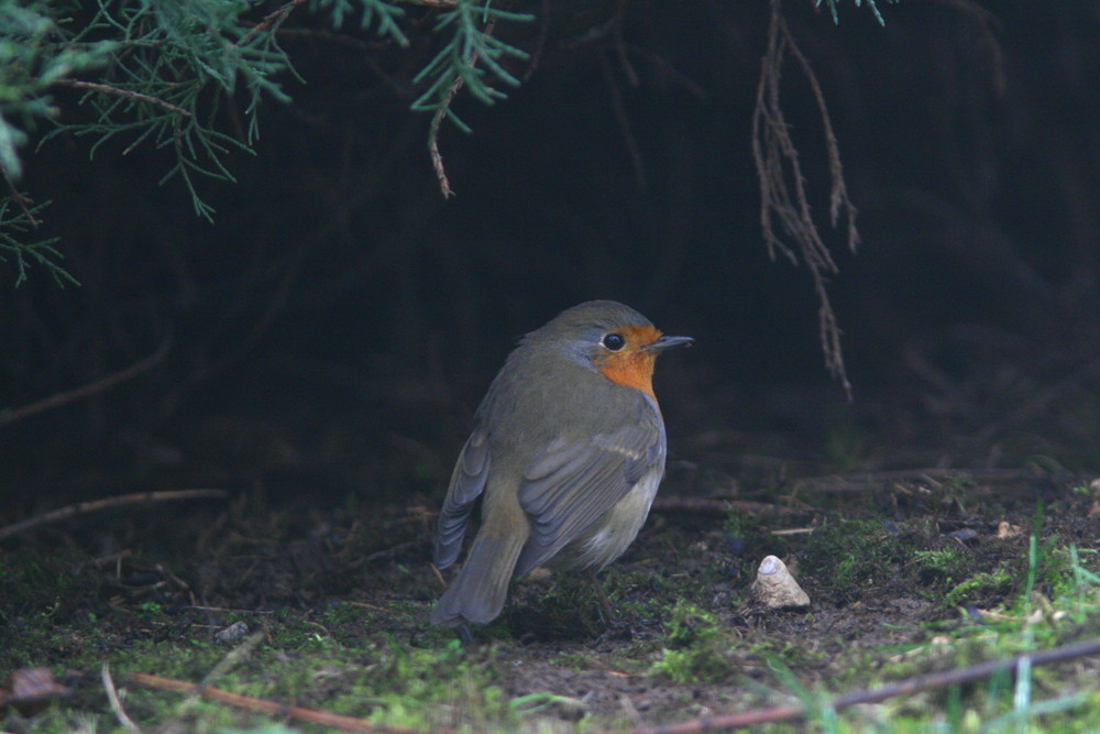 cache de rouge gorge