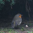 cache de rouge gorge