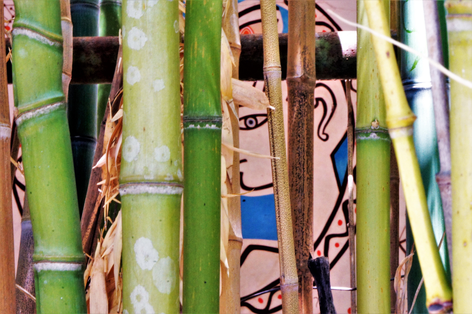Caché derrière le Bambou