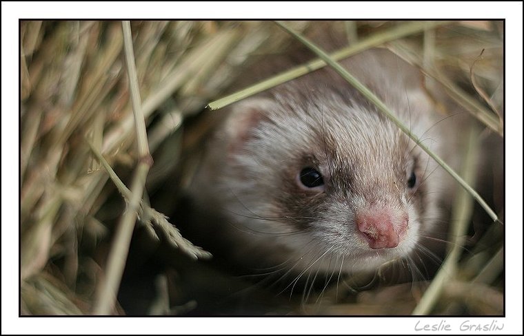 cache furet