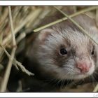 cache furet