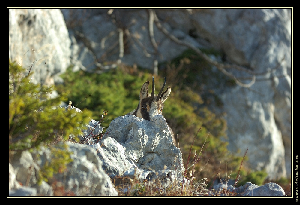 CacheCache avec un chamois - Octobre 2008