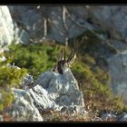 CacheCache avec un chamois - Octobre 2008