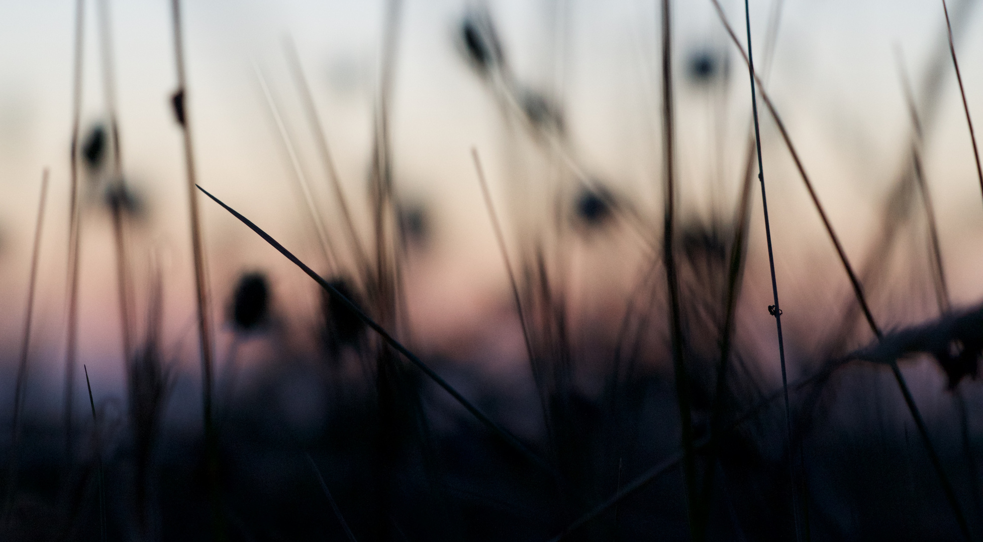 cachée dans les herbes