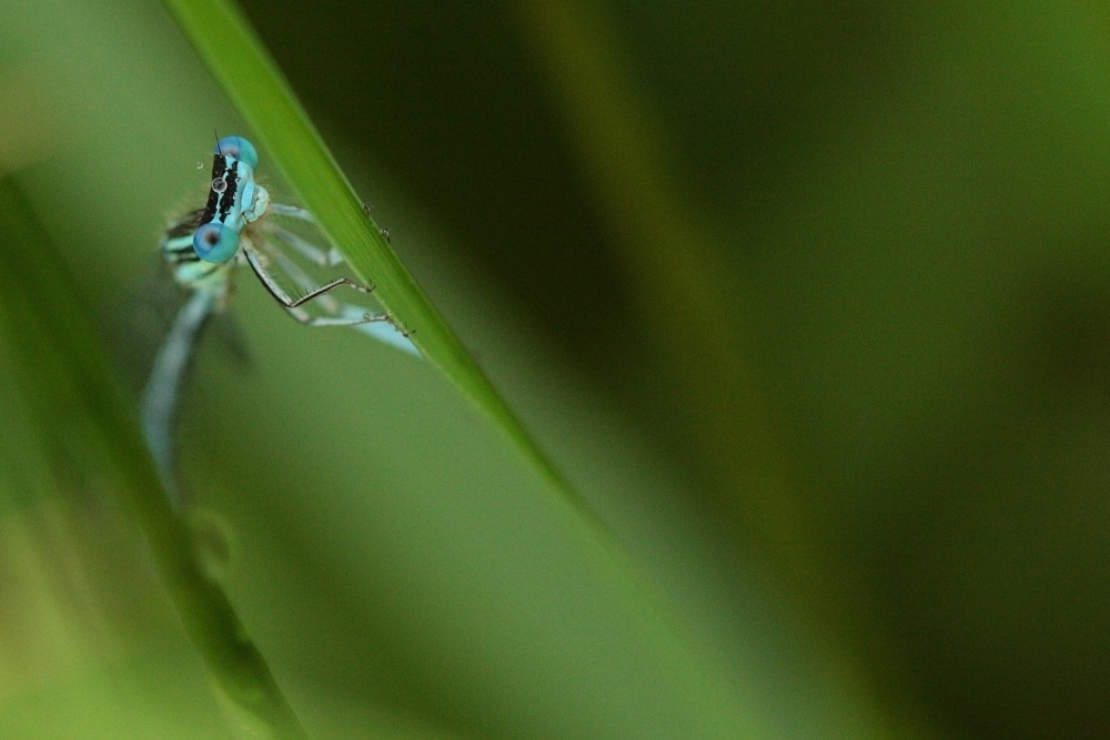 Cachée dans un océan de verdure