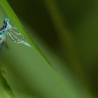 Cachée dans un océan de verdure