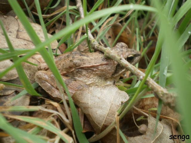 cachée la grenouille