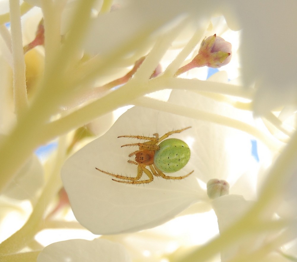 cachée mais pas trop (sous une fleur d'hortensia)