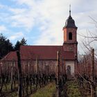 cachée par les vignes!