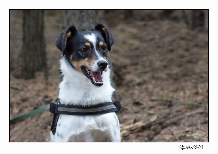 Cacher-Hund Fritzi