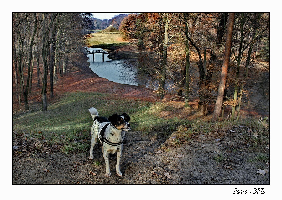 Cacherhund "Fritzi" im Branitzer Park