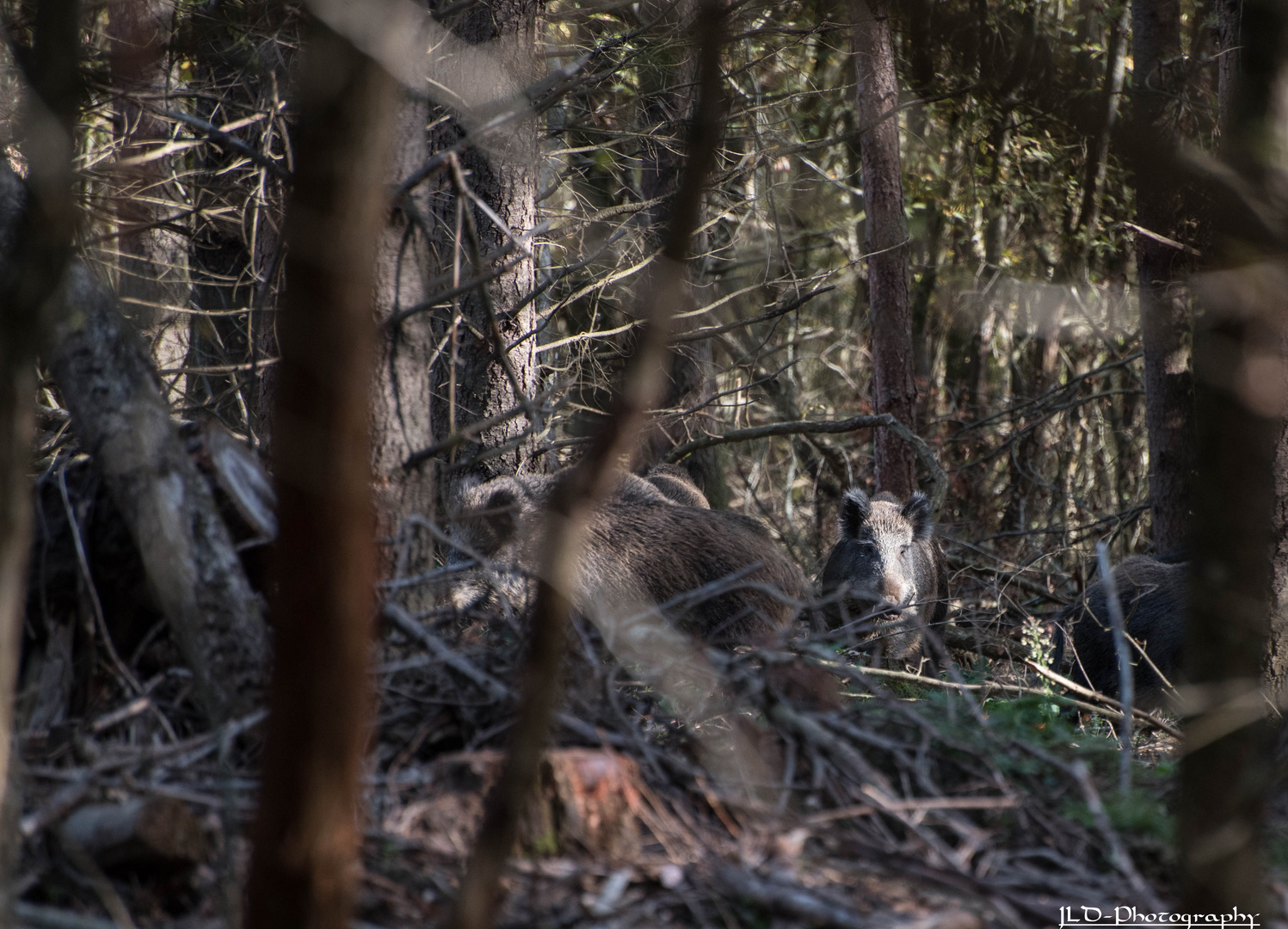 Cachés dans le bois 