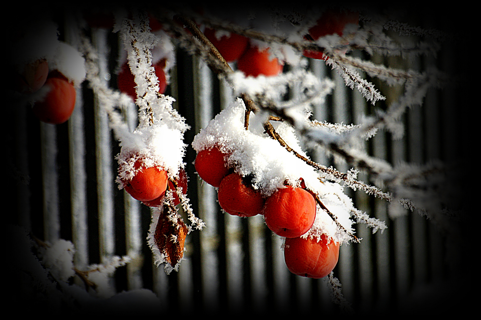 cachi d' inverno