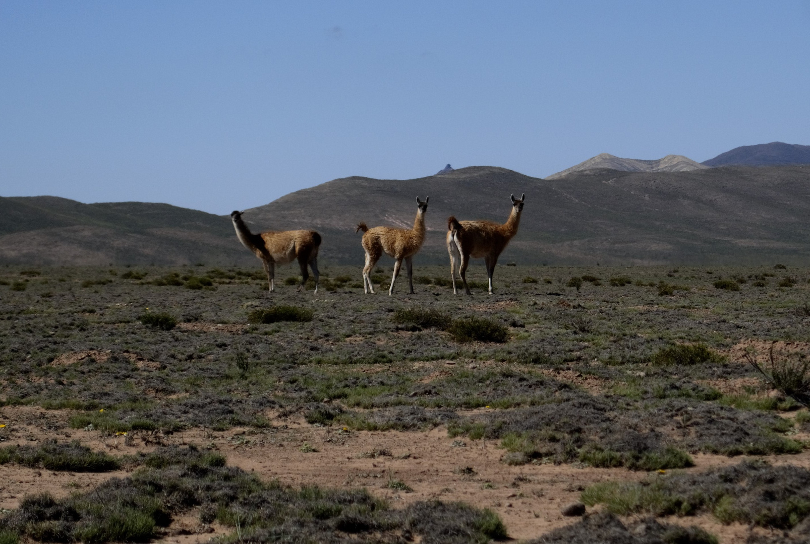 Cachi Pampa - Fauna Autoctona