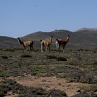 Cachi Pampa - Fauna Autoctona