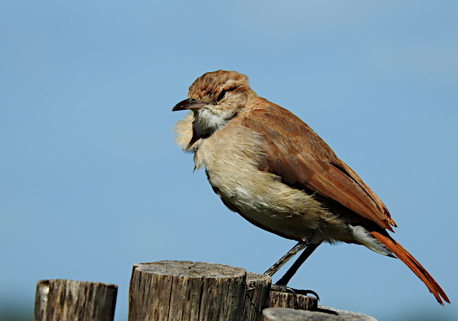 Cacholote Pardo